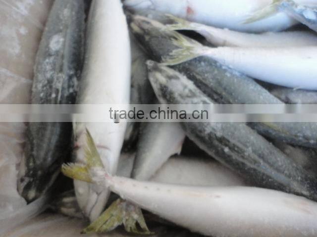 frozen pacific mackrel IQF