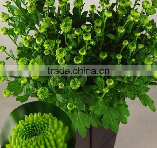 Fresh Cut Top Sell Flower Mini Head Green Chrysanthumum Flower From Yunnan