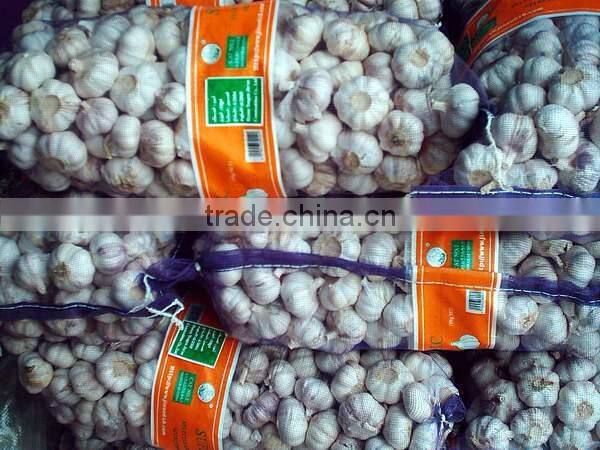 Best quality new crop normal white garlic