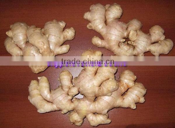 2014 New Crop Air Dried Ginger Lowest Price