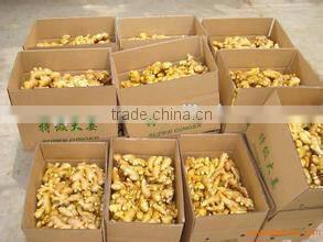 New crop fresh ginger supplier with high quality