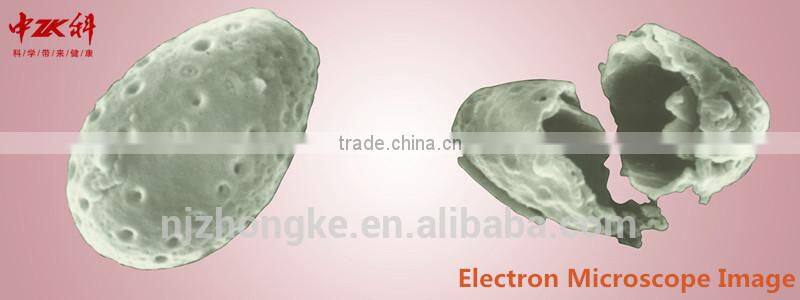 Cancer Treatment Reishi/Ganoderma Mushroom Spore Oil Soft Gel