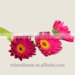 Quality wholesale yellow natural orchid flower with 0.3kg/bundle from Yunnan, China