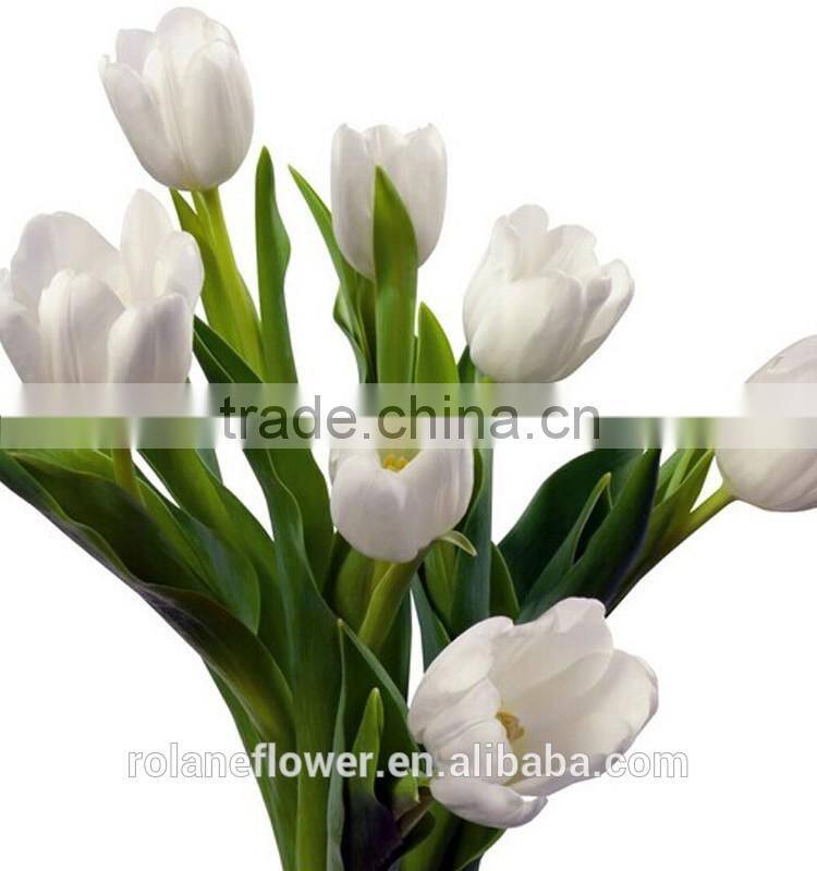 2016 high quality beautiful cut white tulip flower from kunming