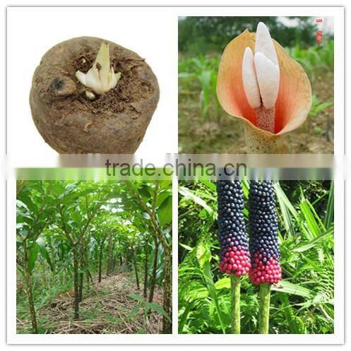 Ready made fiber snacks konjac also called konjac chips