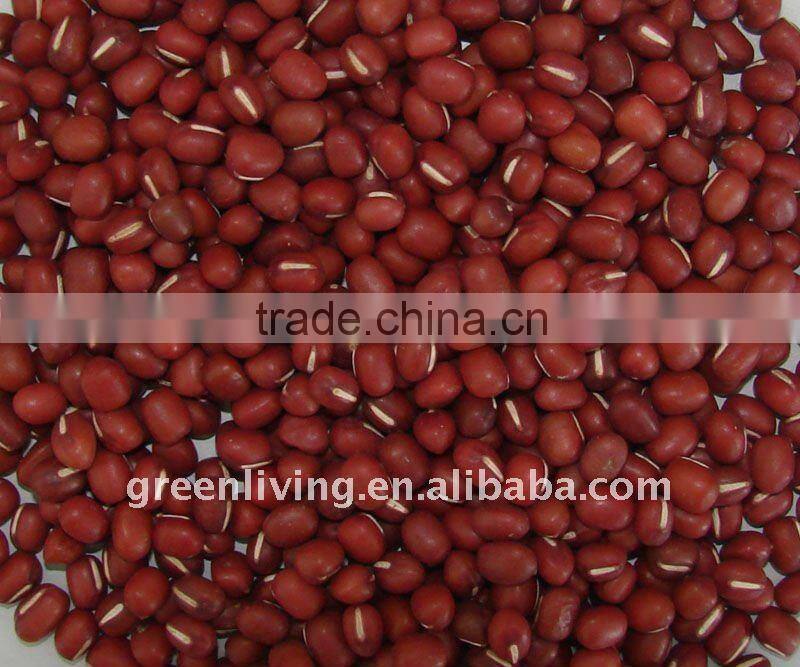 new dried red kidney bean (small and big)