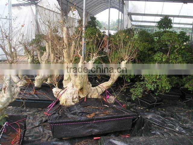 Lagerstroemia indica L.