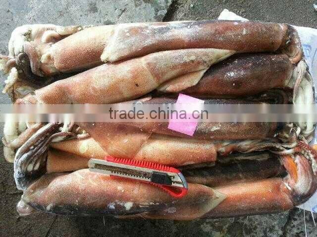 Frozen whole and round illex squid 150-200