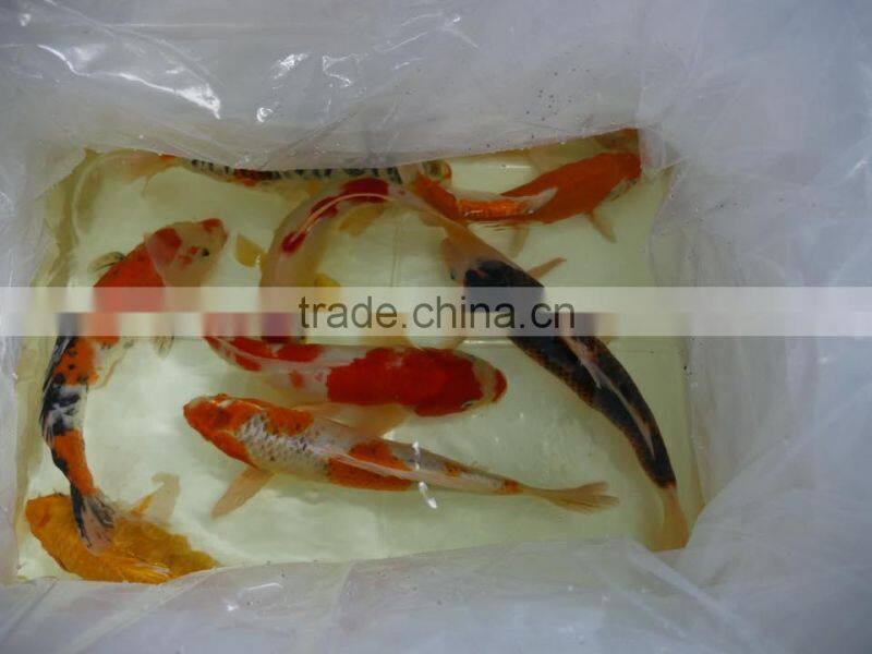 Mix color Koi carp fish wholesale in Thailand