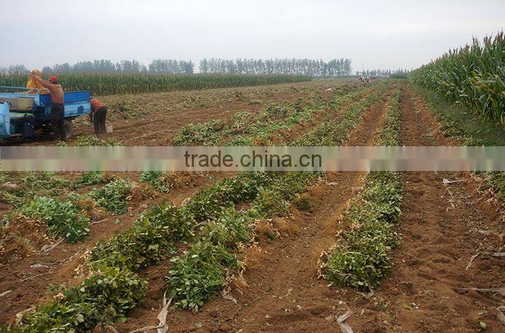 hot sale roasted and salted peanut made in China