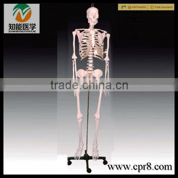84cm Medical Artificial Human Anatomical Skeleton Model