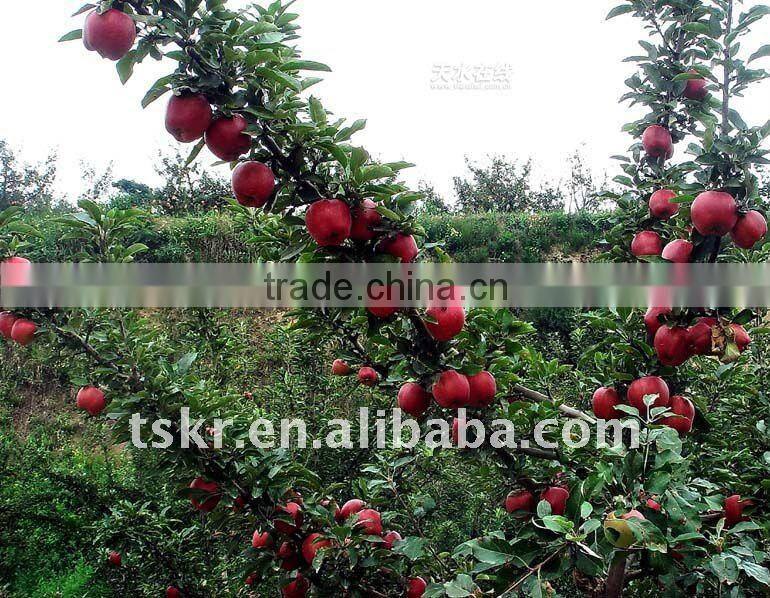 fresh custard apple red apple