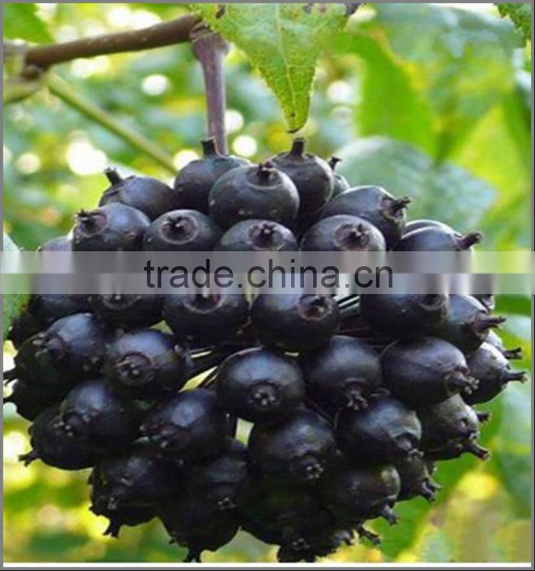 100% Natural Siberian Ginseng Extract,Siberian Ginseng Extract 0.8%/1.2% Eleutheroside B+E,0.8%/1.2% Eleutheroside B+E'