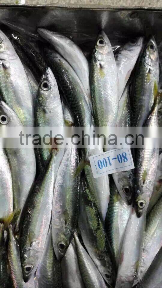 Good Quality Frozen Pacific Mackerel Fish for sale