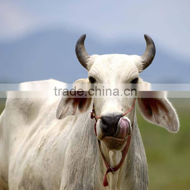 cheap farm slaughter house farm machinery agriculture equipment 10 Beef /Big Cattle, 30 hogs/Pig, or 50 Sheep/Goat per Day