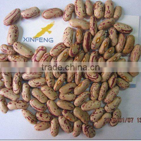 Light Speckled Kidney Bean 2010 long shape