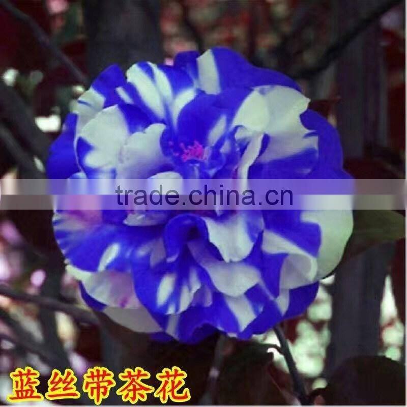 Indoor plant and outdoor plant Camellia japonica