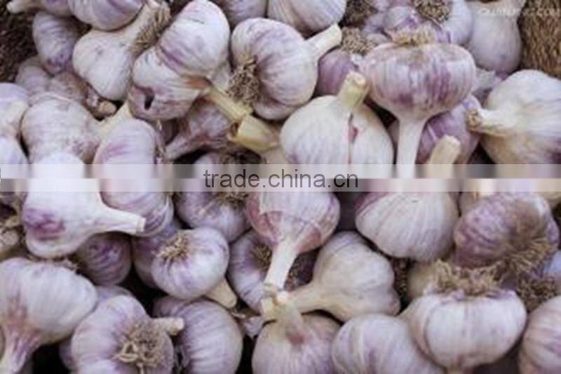 Pure white garlic (snow white garlic, super white garlic)