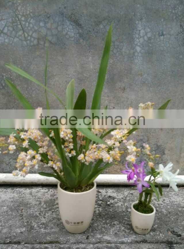 Live Oncidium orchid