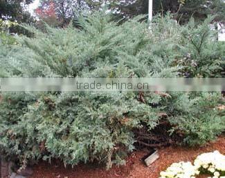 Juniper Berry Oil manufacturer.