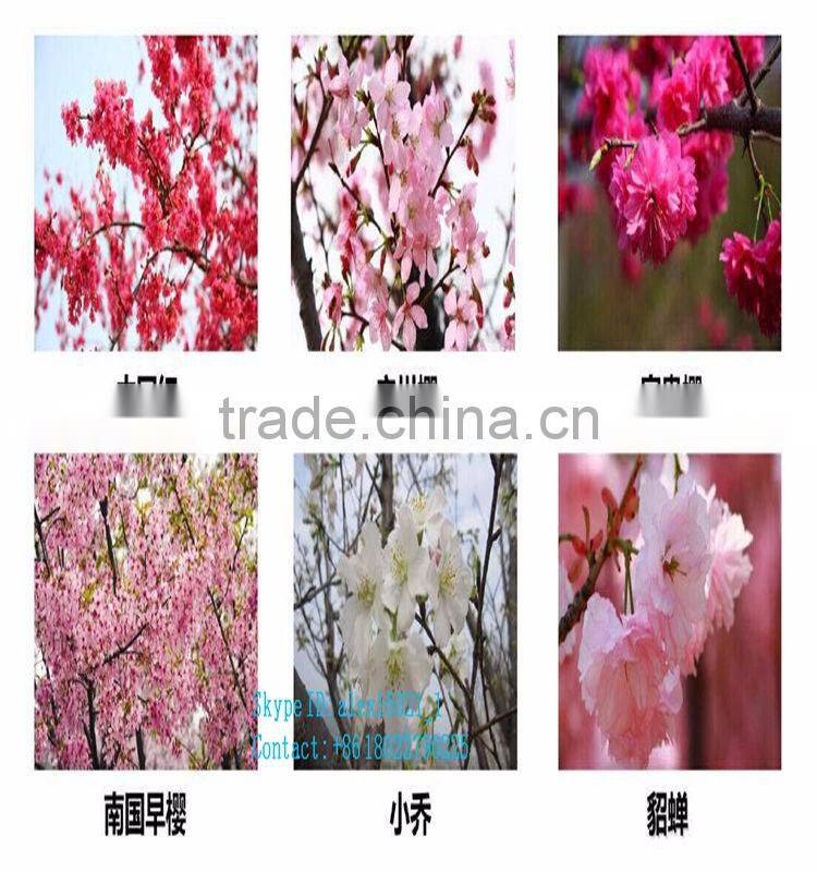 new products on china market, high quality artificial cherry blossom tree for wedding