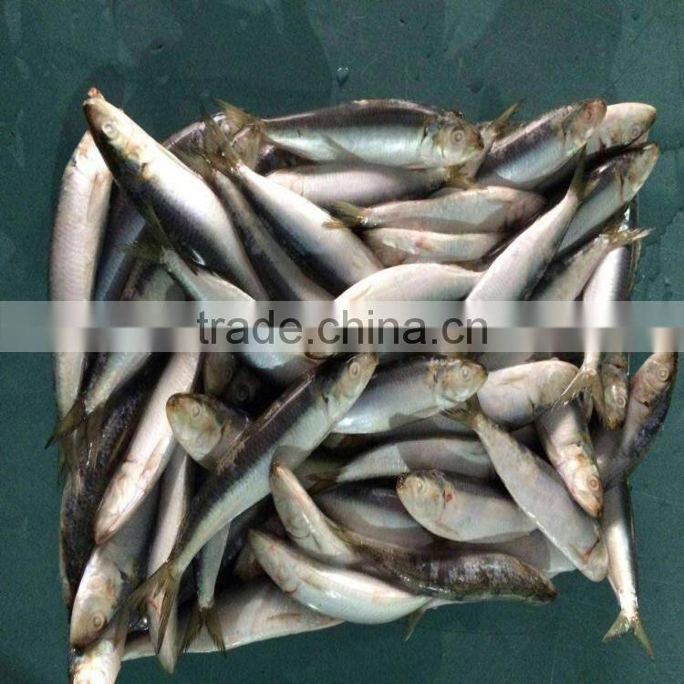 Fresh frozen sardine frozen sardines bait sardines for bait