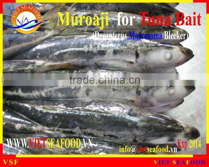 MUROAJI FOR TUNA BAIT