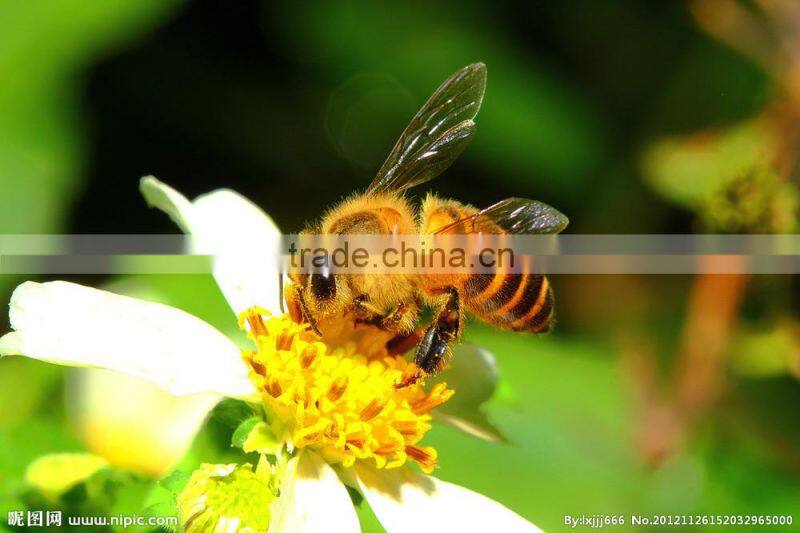 Pure buckwheat honey
