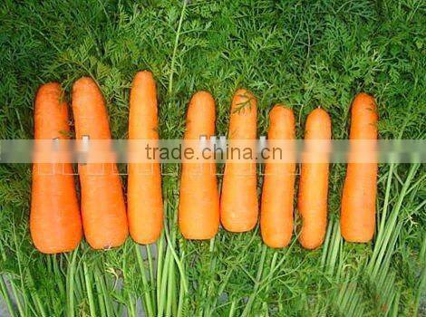 Fresh carrot