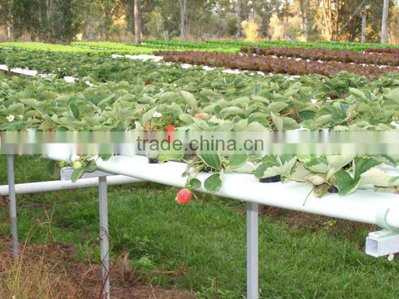 hydroponic NFT growing system greenhouse