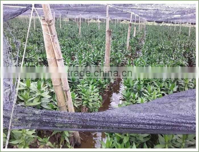 heart shaped love shaped tower lucky bamboo bonsai dracaena sanderiana indoor aquatic feng shui plants nursery garden decoration