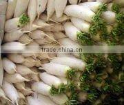 White fresh radish/ white turnip