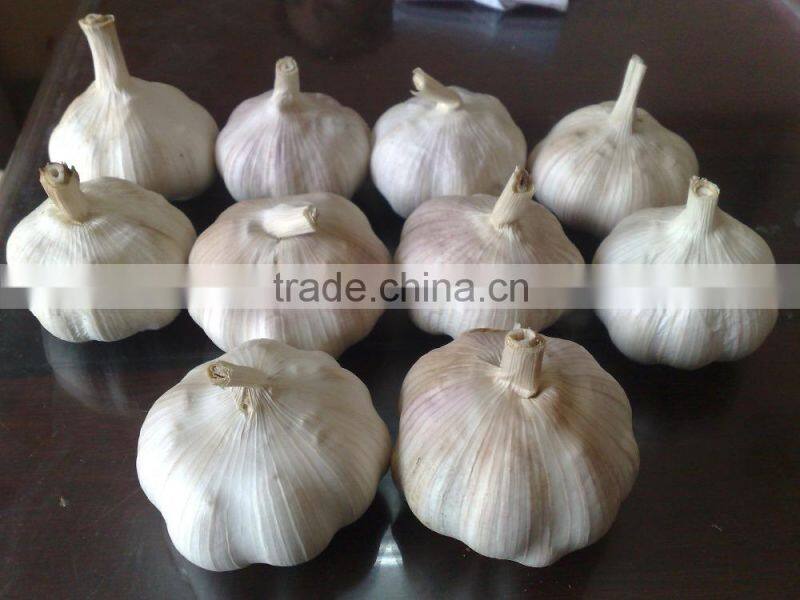 WHITE GARLIC FROM VIETNAM (SKYPE: VISIMEX10)