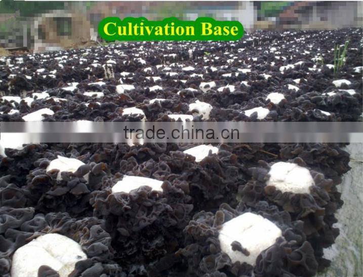 top quality black fungus dried agaric mushroom