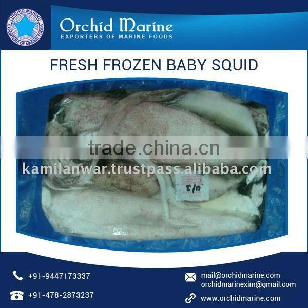 Wholesale Supplier of Frozen Baby Squid with Long Shelf Life at Low Rate