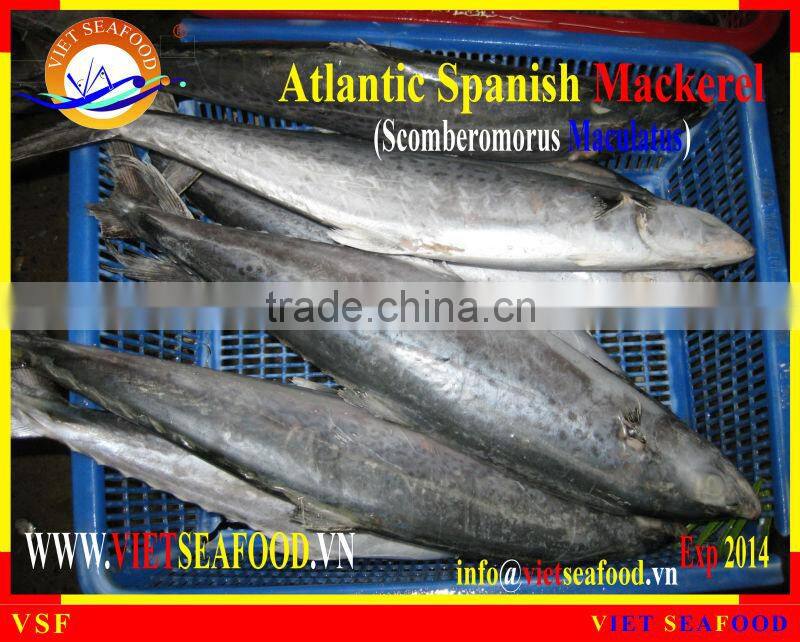 FROZEN ATLANTIC SPANISH MACKEREL WHOLE ROUND