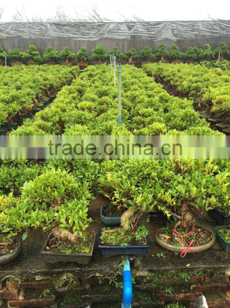 Ficus microcarpa bonsai tree in 15cm,20cm, 25cm ,30cm pot