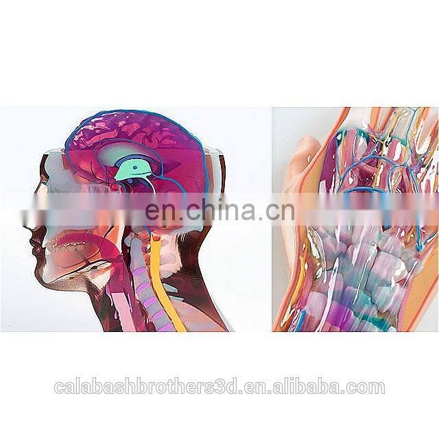 Durometer Flexible Stretchable Medical 3D Printing Digital Anatomic Model for Surgical Training