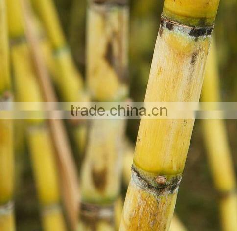 Stainless Steel Sugarcane Juicing Machine