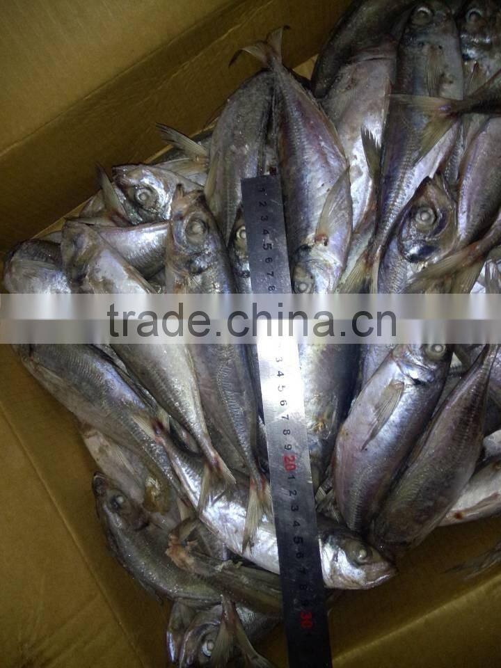 whole round frozen horse mackerel or jack mackerel or scad mackerel supplier