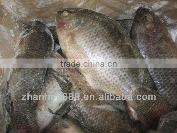 frozen tilapia fish cleaning tilapia buyer