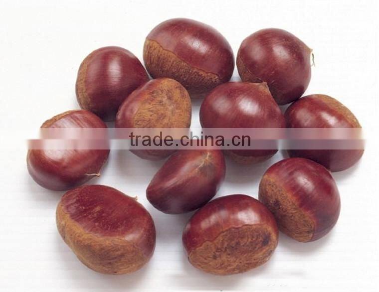 cheaper big size frozen chestnut