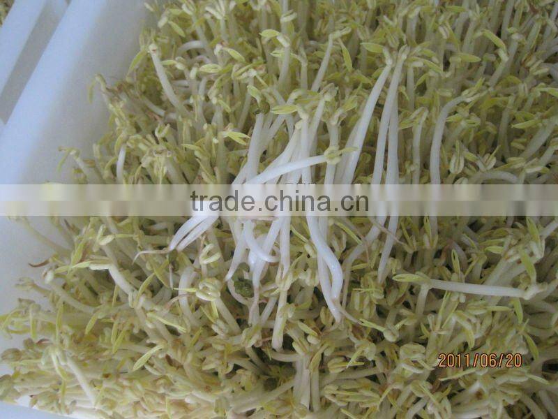 New Autmation Bean Sprout Machine