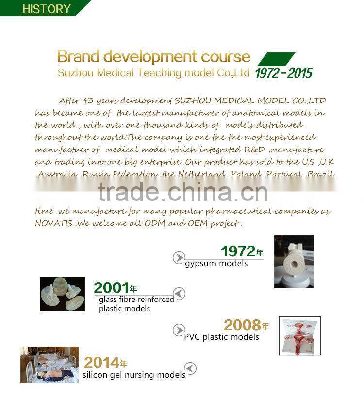 Biological Teaching Aids Anatomic Dog Ear Model