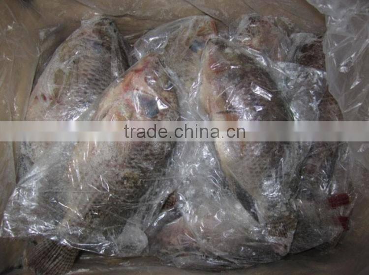 frozen fish price filete de tilapia precio