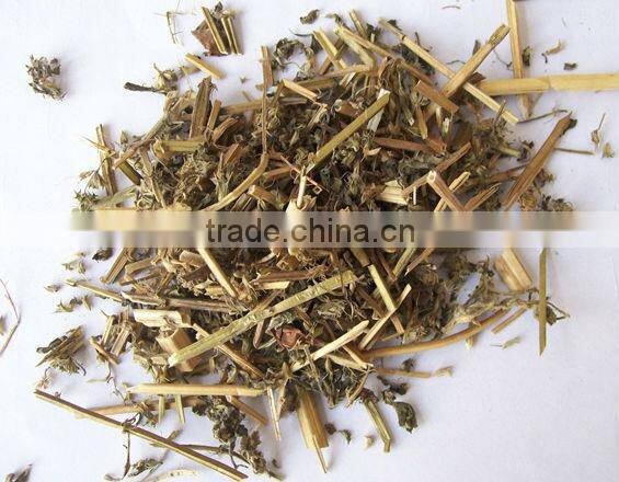 Supply Natural Cassia Nomame Extract With Flavanols 8%,16%