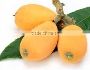 Special offer 2015 New Crop Canned Loquat in Syrup