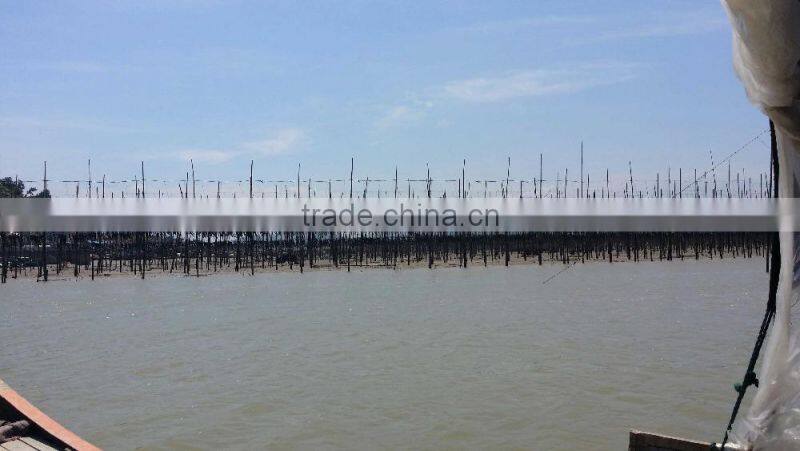 Dried Sea Vegetable Kelp( Laminaria Japonica)Seaweed Raw Materials for Sale