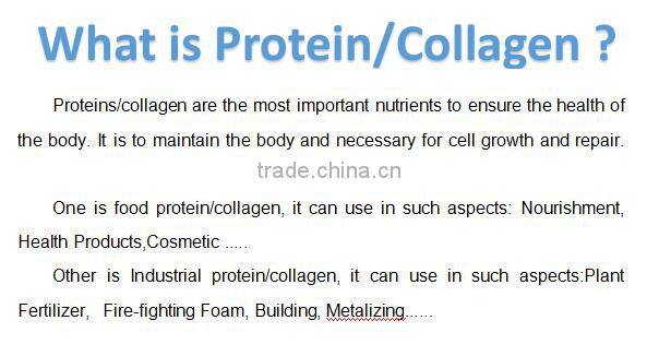 beef collagen/protein powder