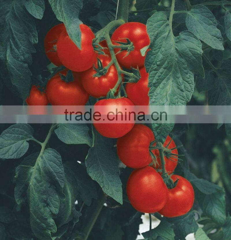 PVC NFT gully for Tomato